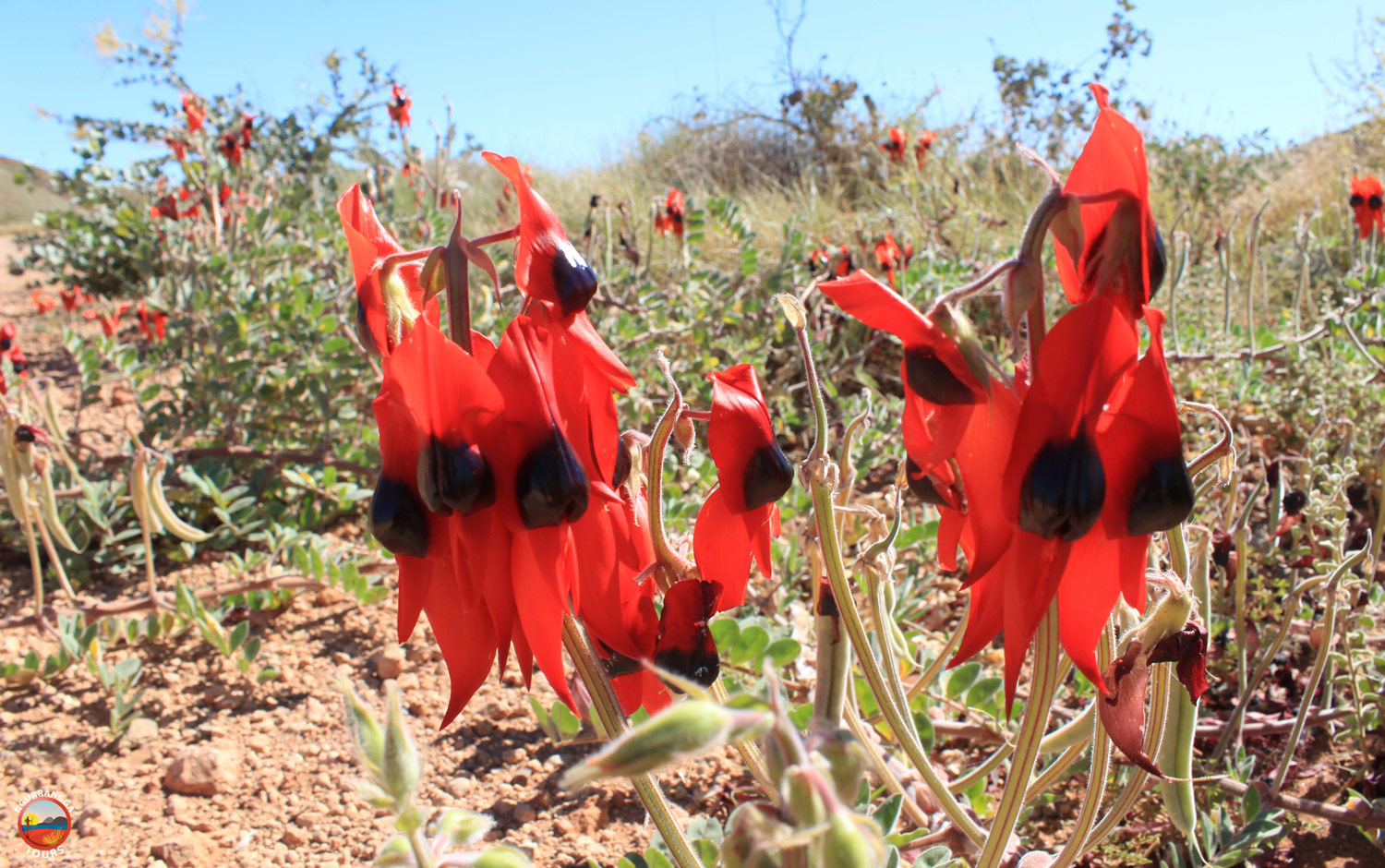 Wildflowers Image